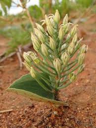 Image result for Eriospermum