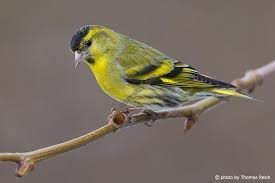 مجموعة جميلة من الصور لطيور مرفقة ب الاسماء الخاصة بها التجمع المغربي لعلم الطيور bird animals siskin