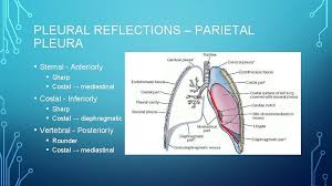 Surface Anatomy Of Anterior Thoracic Wall Lung Surface