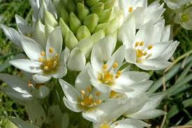 Image result for Ornithogalum seineri