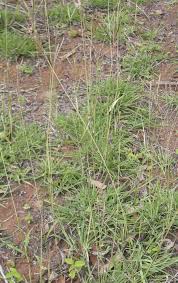 Image result for Bothriochloa bladhii