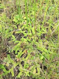 Image result for Lycopodiella caroliniana