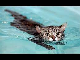 Collection Of Funny Cat Videos Swim Funny Cats In Water Swimming Cats Cute Cat Gif