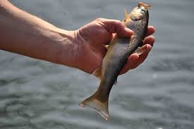 Si vous continuez à utiliser ce dernier, nous considérerons que vous acceptez l'utilisation des cookies.ok en savoir plus. Archives Des Truite Le Journal De La Haute Marne