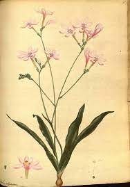 Botanical Print Freesia Botanical Illustration Botanical Art Plant Illustration