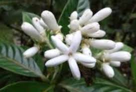 Image result for Hedythyrsus thamnoideus