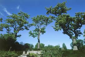 Maybe you would like to learn more about one of these? Planting Growing And Marketing Royal Paulownia