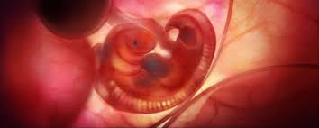 We get plenty of questions asking, how fast do puppies grow per week. A Puppy S Journey From A Single Cell To A 12 Week Old Puppy My Pet And I