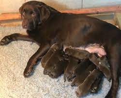 Even puppies will need additional training and boundaries. Chocolate Labrador Puppies Labrador Breeders Uk Llanstinan Labradors