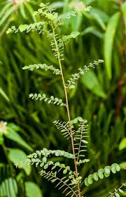 Image result for Phyllanthus tenuis