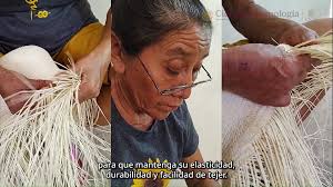 Fibras y sombreros de #PalmaJipi. ¿Sabes cómo se teje un sombrero jipijapa?  ¡Descúbrelo aquí!, Cápsula de #divulgación para el fomento y revalorización  de la palma jipi, realizado en colaboración con ...