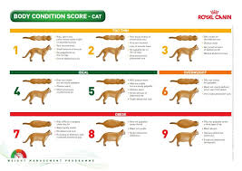Body Condition Cat Weight Chart Cat Body Dog Chart