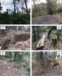 Image result for Casearia battiscombei