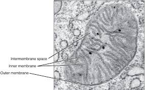 The mitochondria also play important role in. Mitochondria Structure Function Teachmephysiology