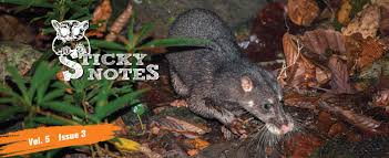 More stuff from sticky tales. Sticky Rice Travel Stickyricesabah Twitter