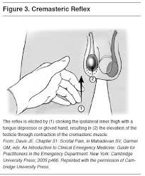 Image result for Cremasteric Reflex