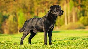 Labrador Food And How To Feed A Labrador A Complete Guide