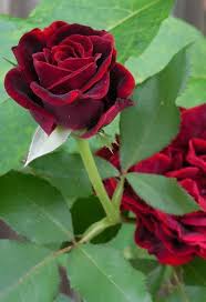 Love The Deep Red Color Of This Particular Rose Wonderful Flowers Amazing Flowers Red Roses