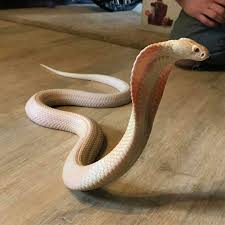 Thepierced3mogirl Baby Snakes Beautiful Snakes Animals Beautiful