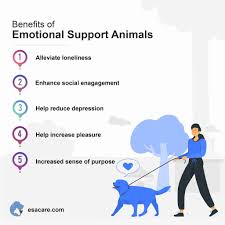 Essentially, service dogs can go pretty much everywhere the general public has access to and should be allowed to any public place. Flying With Emotional Support Animals Esa Care