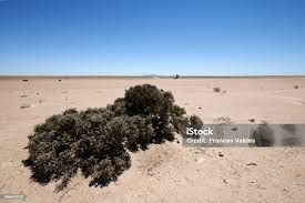 Image result for Arthraerua