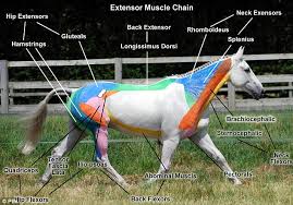 Understanding Horse Anatomy