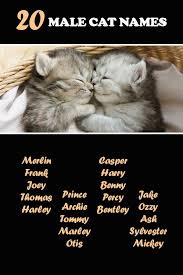 10 corgi mixes full of fabulous personality and energy. 20 Male Cat Names Cat Names Cute Cat Names Unique Cat Names
