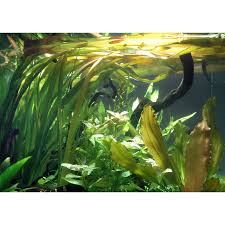 Image result for Vallisneria