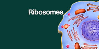Nucleolus function in animal cell or plant cell. Ribosomes Function Introduction Location Structure