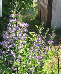 Image result for Indigofera brachynema
