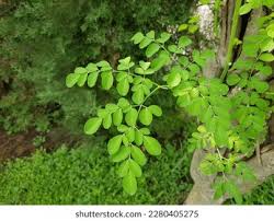 Image result for Moringaceae