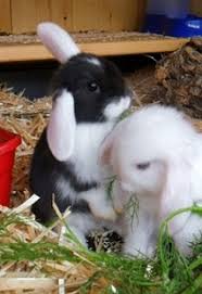 Wir haben baby kaninchen zu verkaufen! Zwergwidder Kaninchen Nhd 29 Viele Fragen Mich Immer