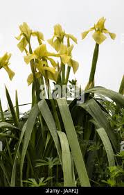 Image result for Moraea spathulata