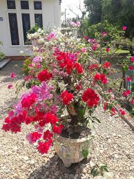 Be the first to review elizabeth angus bougainvillea cancel reply. Flowers Bougainvillea Beauty Steemit