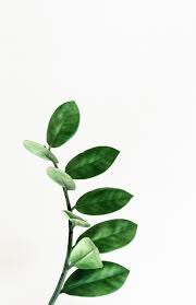 Large Leaf Print Leaf Wall Art Botanical Poster Plant Photography Modern Botanical Plant Print Green H Plant Photography Botanical Poster Leaf Photography