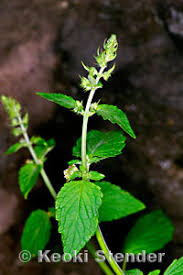 Image result for Hyptis