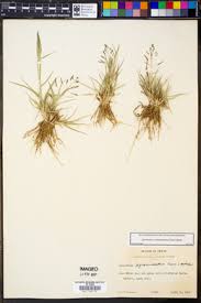 Image result for Sporobolus coromandelianus