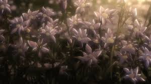 Maybe you would like to learn more about one of these? Eruri Flowers Puns Etc Welcome To My Blog Shingeki No Kyojin Flowers Balloon Flower The