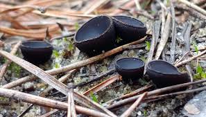 Image result for Commelina nigritana