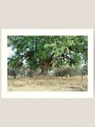 Image result for Xanthocercis zambesiaca