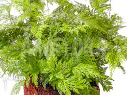 In the pteridophyte phylogeny group classification of 2016 (ppg i), it is the only genus in the family davalliaceae, which is placed in the suborder polypodiineae, order polypodiales. Araflora Exotic Flora Mehr Davallia Tyermannii