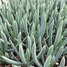 Image result for Senecio mariettae