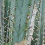 Once the cut parts are dry and callous they are ready for transplantation. Transplanting A Cactus Tips On Moving Cacti In The Landscape