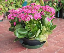 Growing Gorgeous Flowering Kalanchoe Quick Guide Flowering Succulents Drought Resistant Plants Succulents