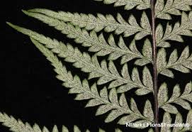 Image result for Pityrogramma