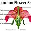 The pistil is the collective term for the carpel(s). Https Encrypted Tbn0 Gstatic Com Images Q Tbn And9gcsbosow9woicwakzpkreoabihxbcbsxo94prdpkpqpb9j9vurh Usqp Cau