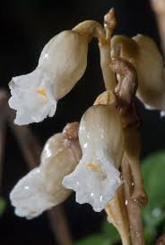 Image result for Gastrodia
