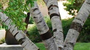 Fluctuating asymmetry (fa) value of leaves of the japanese white birch betula platyphylla sukacz. How To Create Clumps Of Birch Trees Arbor Day Blog