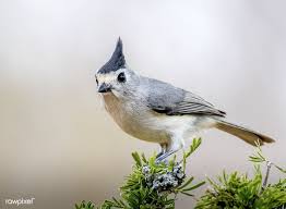 Birds That Sing At Night In Texas Song Bird Of South Texas Black Crested Titmouse Free Image By Rawpixel Com Titmouse South Texas Bird