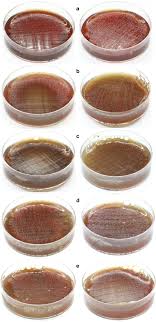 Do i need to be treated? Antibacterial Activity Of Zn Loaded Cuban Zeolite Against Helicobacter Pylori In Comparison To Its Na Loaded And Unmodified Counterparts Springerlink